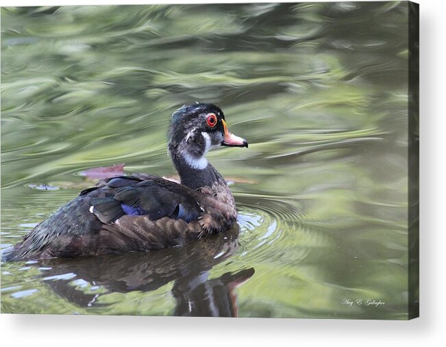 Wood Duck Acrylic Print featuring the photograph Feather Song by Amy Gallagher