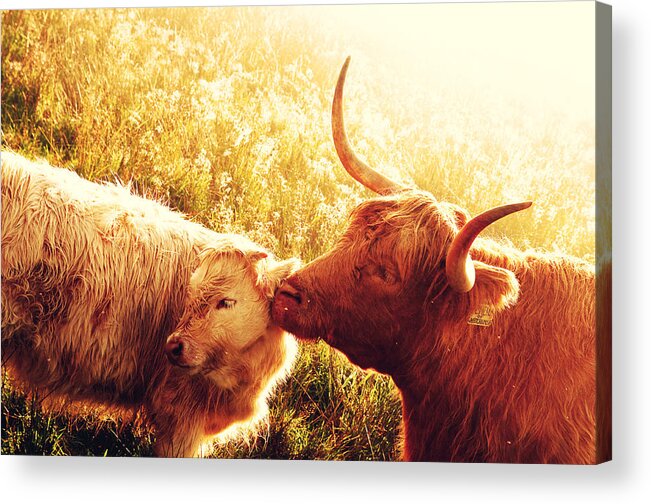 Jenny Rainbow Fine Art Photography Acrylic Print featuring the photograph Fenella with Her Daughter. Highland Cows. Scotland by Jenny Rainbow