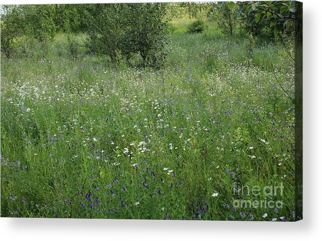 Flowers Acrylic Print featuring the photograph Field of Flowers by Jim Sauchyn