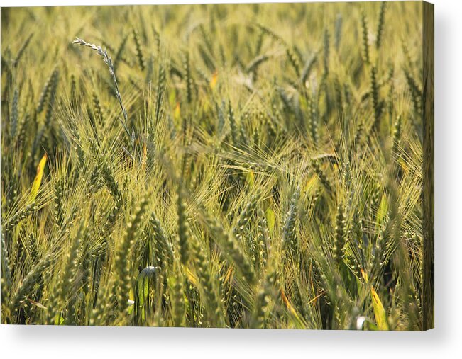 Wheat Acrylic Print featuring the photograph Field of Green by Mike McGlothlen