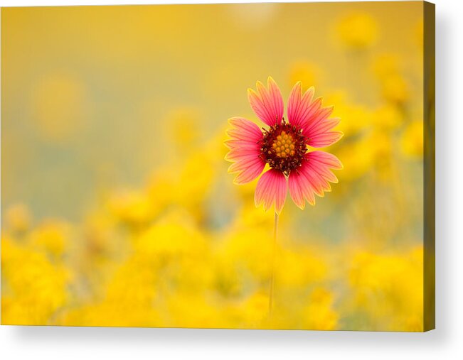 Wildflower Acrylic Print featuring the photograph Firewheel Isolation by D Robert Franz