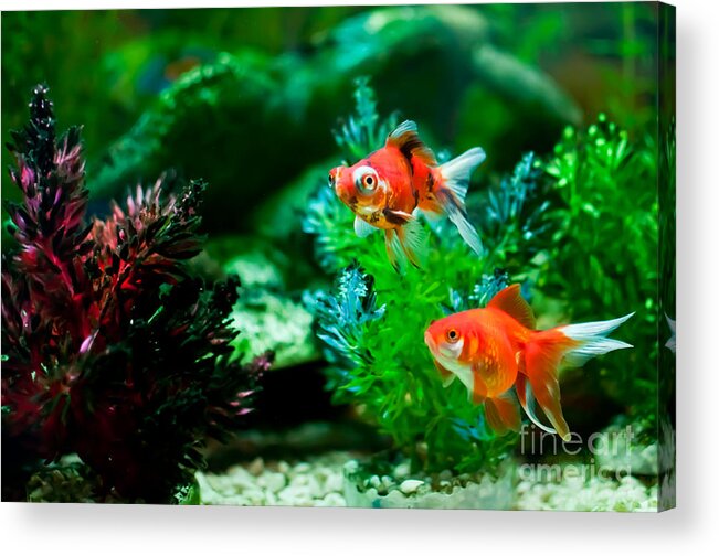Fish Acrylic Print featuring the photograph Fish Tank by Matt Malloy