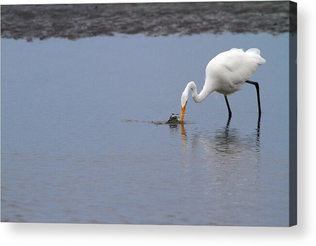 Egret Acrylic Print featuring the photograph Fishing for a Meal by Karol Livote
