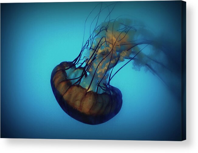 Jellyfish Acrylic Print featuring the photograph Floating by Matt Hanson