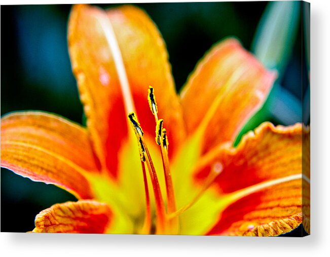  Acrylic Print featuring the photograph Flower 28 by Burney Lieberman