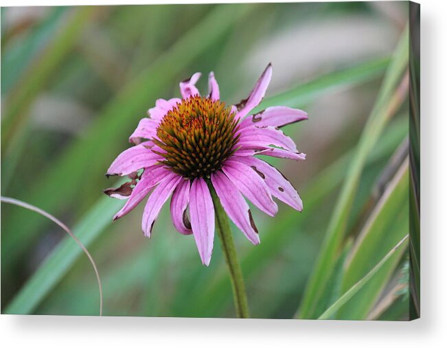 Flower Acrylic Print featuring the photograph Flower at Waterfall Glen Forest Preserve by Peter Ciro