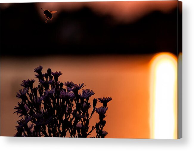 Flower Bee Lake River Water Sun Sunset Landscape Shimmer Reflect Buzz Rochester Minnesota Midwest Honey Pollen Orange Purple Acrylic Print featuring the photograph Flying Home by Tom Gort