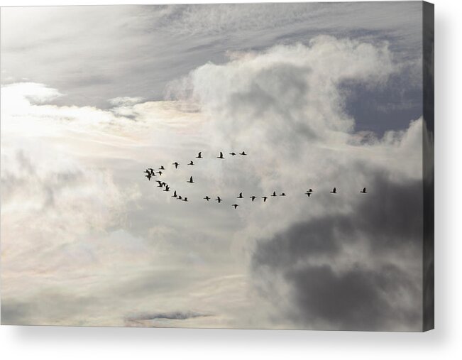 Swarm Acrylic Print featuring the photograph Flying into the sun by Ulrich Kunst And Bettina Scheidulin