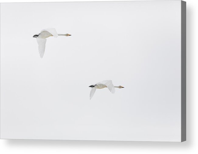 Whooper Swan Acrylic Print featuring the photograph Flying Whooper Swans by Ulrich Kunst And Bettina Scheidulin