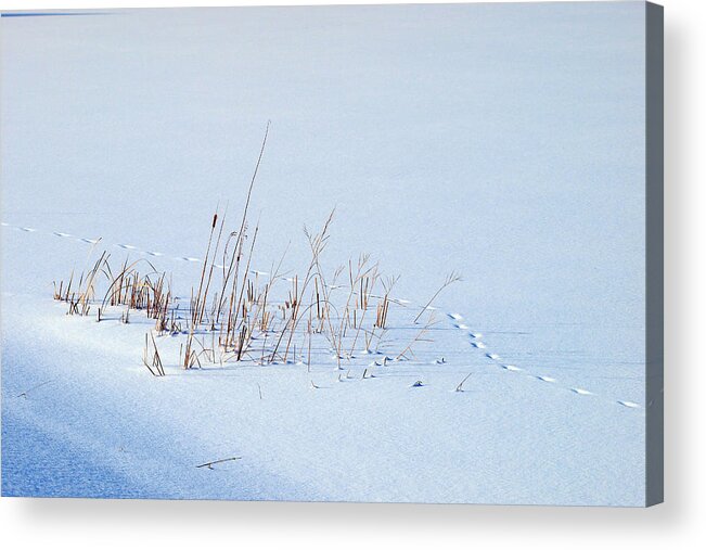 Footprints On Snow Acrylic Print featuring the photograph Footprints on snow by Paul Ge