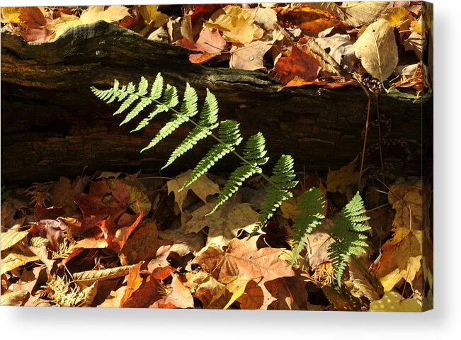 Fern Autumn Leaves Acrylic Print featuring the photograph Forest Fern by Douglas Pike