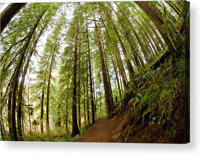 Forest Acrylic Print featuring the photograph Forest Love by Margaret Pitcher