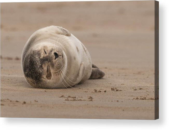 Cute Acrylic Print featuring the photograph Forty Winks by Andy Astbury