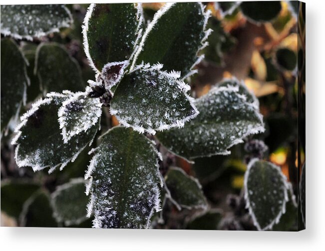 Holly Acrylic Print featuring the photograph Frost Covered Holly Bush by Wanda Brandon