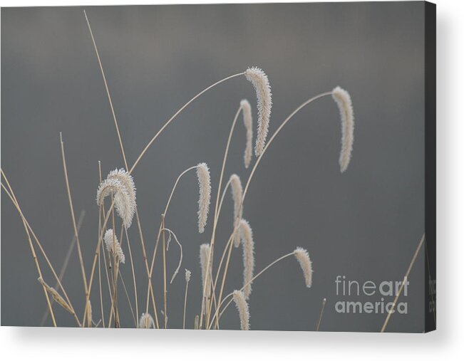 Grass Acrylic Print featuring the photograph Frosted Grass in fog by Roger Look