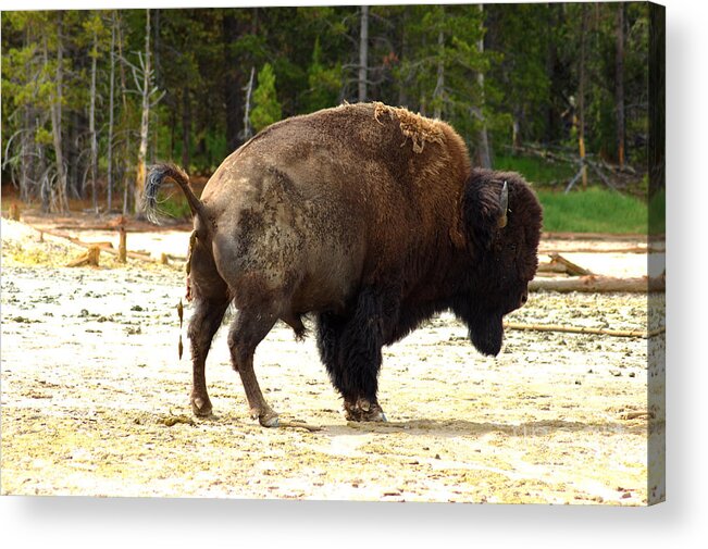 Buffalo Acrylic Print featuring the photograph Funny Buffalo in Yellowstone by Micah May