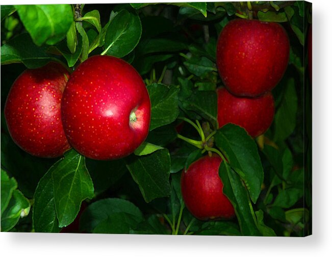Apples Acrylic Print featuring the photograph Gala Apples New Jersey Orchard by Maureen E Ritter