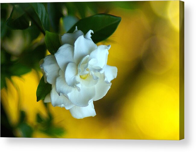 Flower Acrylic Print featuring the photograph Gardenia by Brian Wright