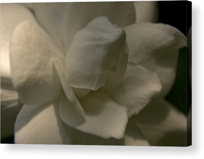 Gardenia Acrylic Print featuring the photograph Gardenia by Margaret Denny