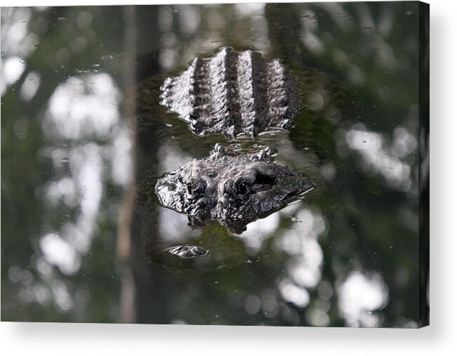 Alligator Acrylic Print featuring the photograph Gator by Steve Parr