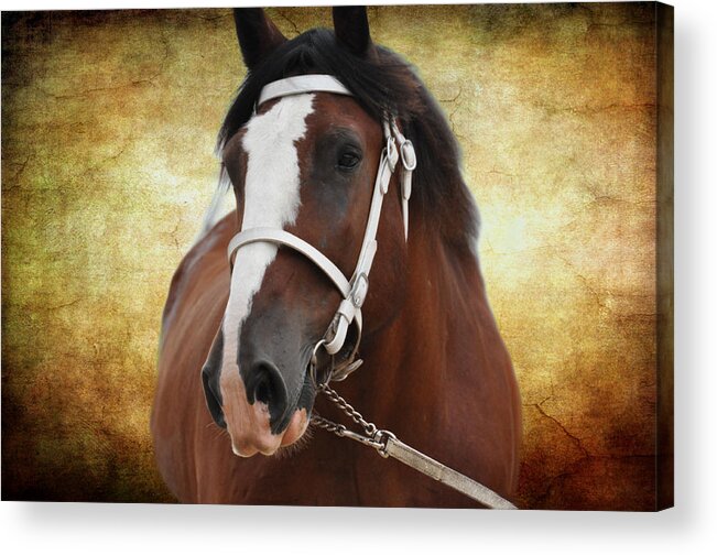 Animals Acrylic Print featuring the photograph Gentle Giant by Jan Amiss Photography