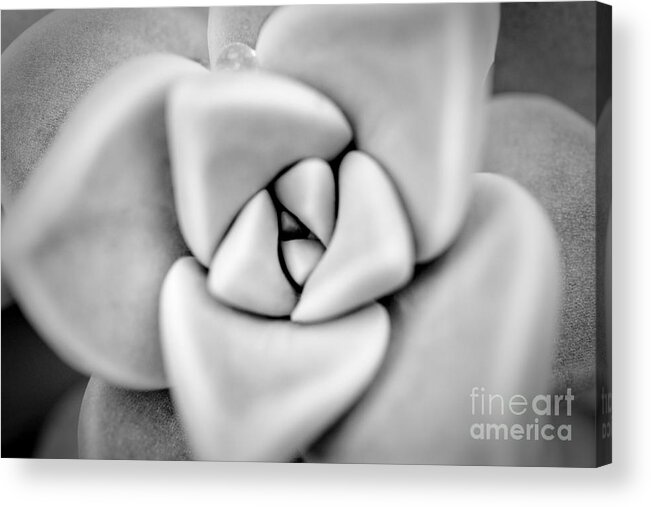 Ghost Plant Acrylic Print featuring the photograph Ghost Petals by Pixel Perfect by Michael Moore