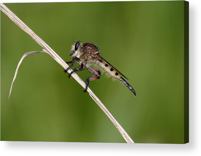 Nature Acrylic Print featuring the photograph Giant Robber Fly - Promachus hinei by Daniel Reed