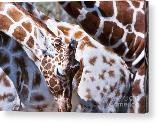 Africa Acrylic Print featuring the photograph Giraffe Abstract by Andrew Michael