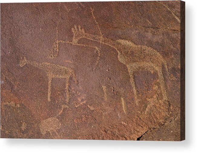 Petroglyph Acrylic Print featuring the photograph Giraffe Petroglyphs Namibia by David Kleinsasser