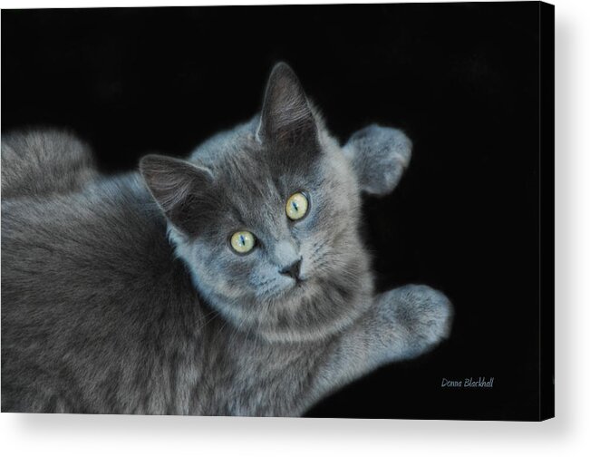 Cat Acrylic Print featuring the photograph Glamour Puss by Donna Blackhall