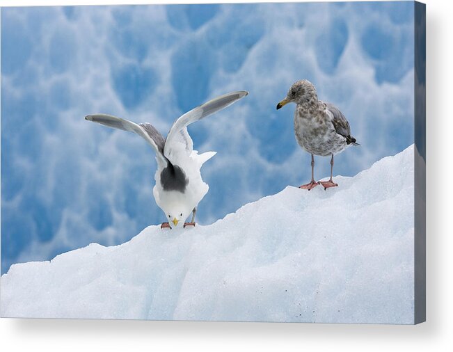Mp Acrylic Print featuring the photograph Glaucous-winged Gull Larus Glaucescens by Konrad Wothe