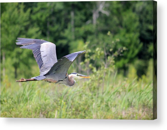 Blue Heron Acrylic Print featuring the photograph Glide by Brook Burling