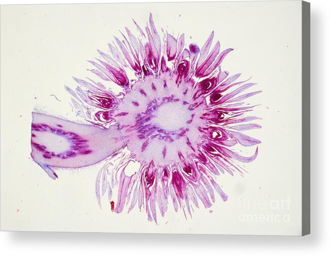 Science Acrylic Print featuring the photograph Globe Thistle Flower Lm by M. I. Walker