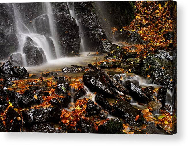 Beauty Acrylic Print featuring the photograph Glowing by Ivan Slosar