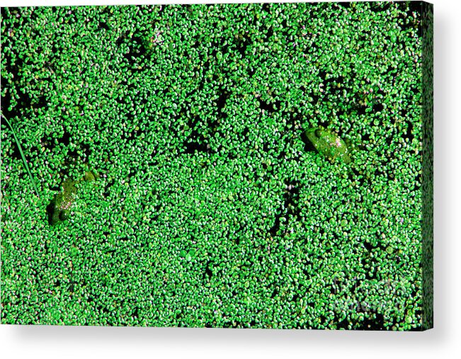 Frog Acrylic Print featuring the photograph Going Green by Nick Gustafson
