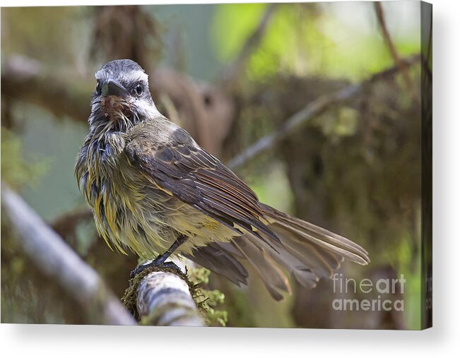 Myiodynastes Chrysocephalus Acrylic Print featuring the photograph Golden--crowned Flycatcher by Jean-Luc Baron