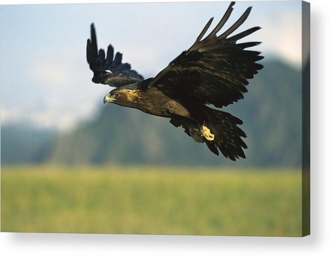 Mp Acrylic Print featuring the photograph Golden Eagle Aquila Chrysaetos Flying by Konrad Wothe