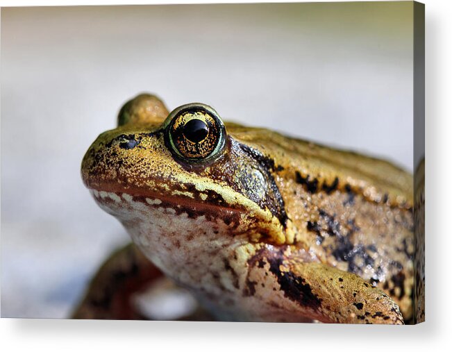 Gold Frog Acrylic Print featuring the photograph Golden Eye Frog Macro by Tracie Schiebel