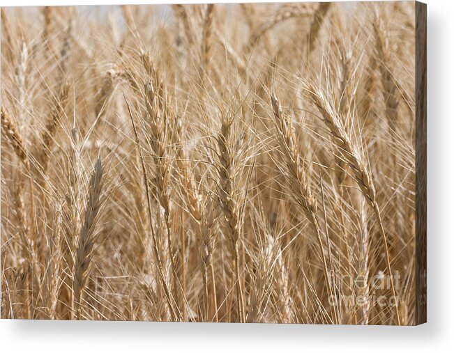 Agriculture Acrylic Print featuring the photograph Golden Wheat by Cindy Singleton