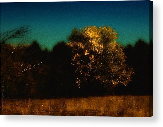 Tree Acrylic Print featuring the photograph GOLDMARIs BAUM by Mimulux Patricia No