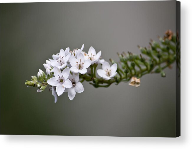 Nature Acrylic Print featuring the photograph Gooseneck Loosestrife II by Michael Friedman