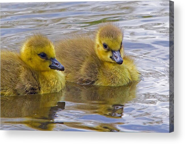 Gosling Acrylic Print featuring the photograph Goslings by David Freuthal