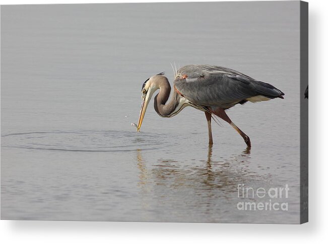 Animal Acrylic Print featuring the photograph Got Him by Robert Frederick