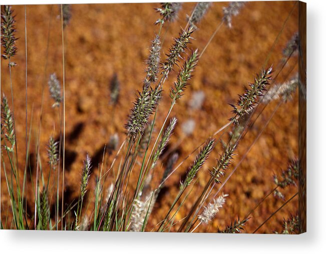 Grass Acrylic Print featuring the photograph Grass by Carole Hinding
