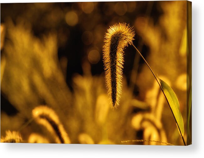 Da 18-135 Wr Acrylic Print featuring the photograph Grass in Golden Light by Lori Coleman