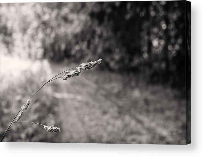 B&w Acrylic Print featuring the photograph Grass Over Dirt Road by Lori Coleman