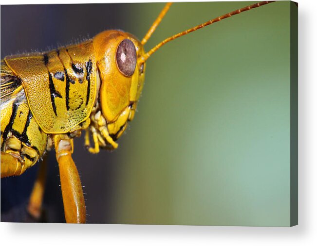 Grasshopper Acrylic Print featuring the photograph Grasshopper 2 by Kristy Jeppson