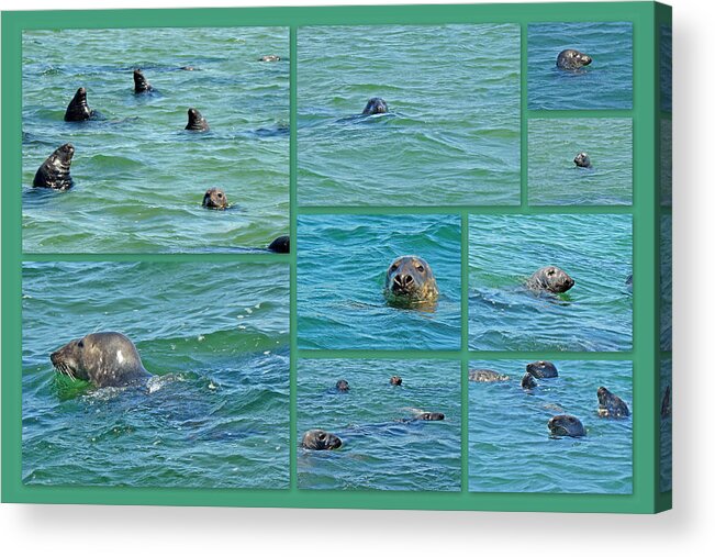 Seals Acrylic Print featuring the photograph Gray Seals at Chatham - Cape Cod by Carol Senske