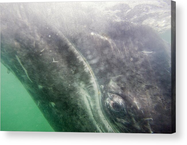 00447994 Acrylic Print featuring the photograph Gray Whale Calf San Ignacio Lagoon Baja by Suzi Eszterhas