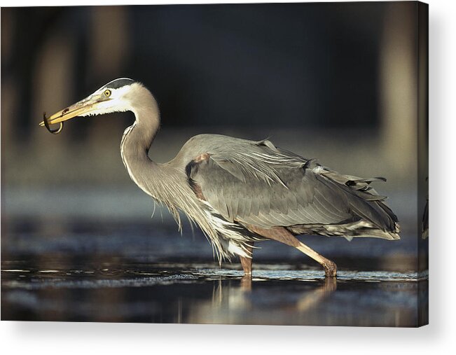 00171660 Acrylic Print featuring the photograph Great Blue Heron With Captured Fish by Tim Fitzharris